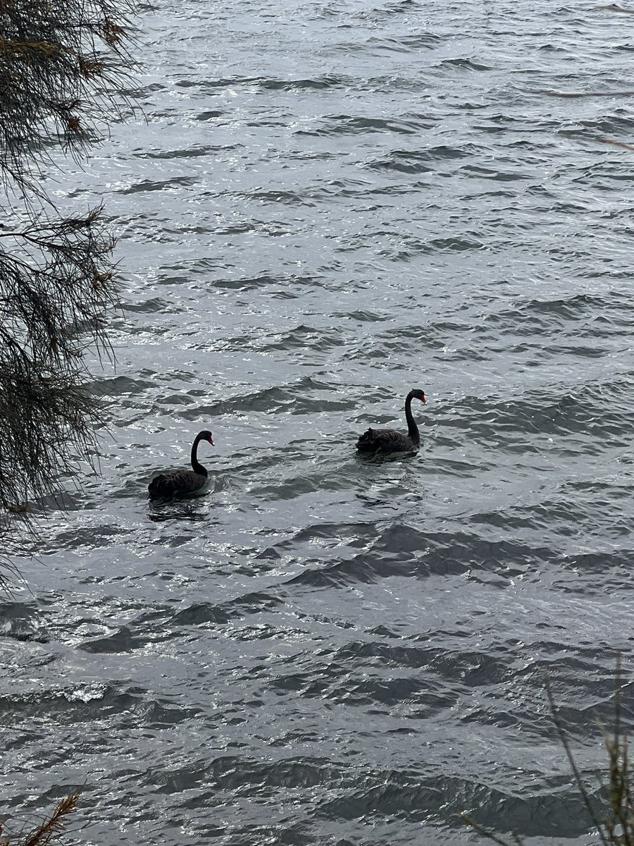Black swans in the river!!