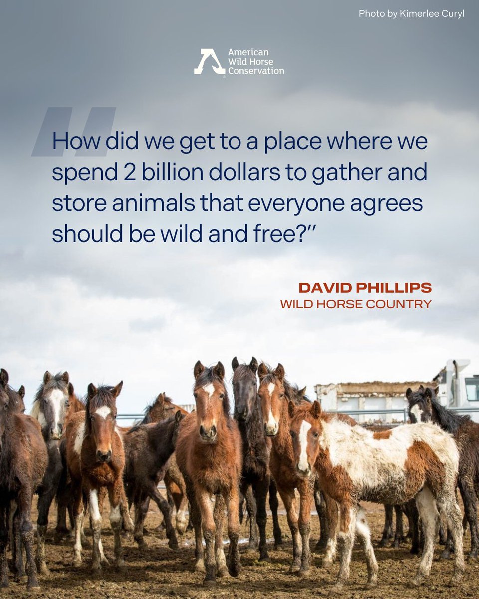 Every year, the federal government spends hundreds of millions of taxpayer dollars to round up and confine wild horses and burros. 🚨 Now, under the Trump Administration’s FY26 budget proposal, wild horses and burros could face mass slaughter. 🚨 #Keepwildhorseswild #protectthem