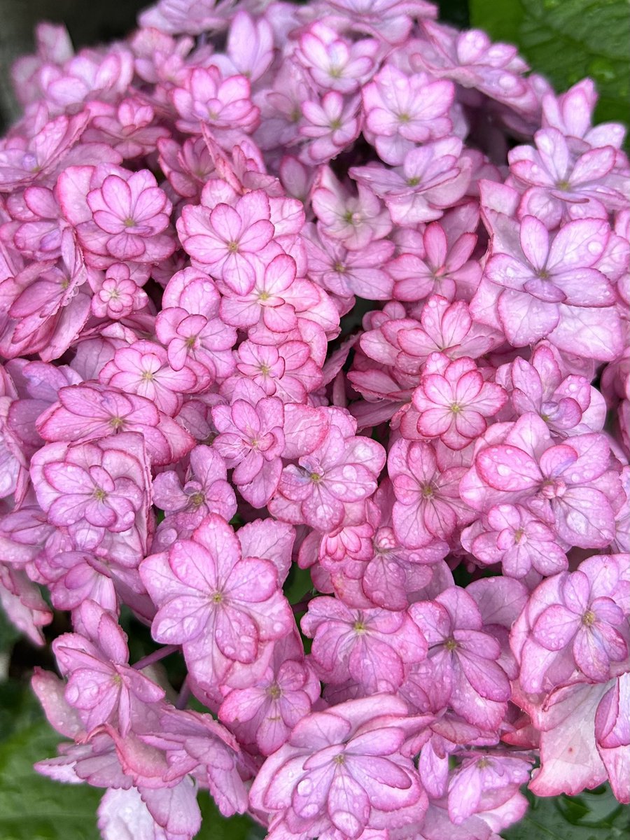 Өглөөний мэнд.

𓂃܀𑁍🌸
Hello everyone. Happy Sunday! Enjoy the rest of your weekend to the fullest
                                                    𓂃܀𑁍🌸
#flowers #TLを花でいっぱいにしよう 
   (📷 momo35peach)