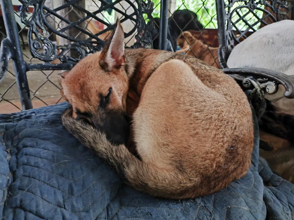 soyluisgabriel1's tweet image. 💖🐾 ¡Se ganaron el cielo! Más de 90 perritos fueron rescatados por Huellitas de Acero A.C. tras el paso del #HuracánErick en Puerto Escondido, #Oaxaca.

Esta labor titánica es posible gracias a donativos, voluntarios y adopciones. ¡Apoyemos a quienes no se rinden por los que no…