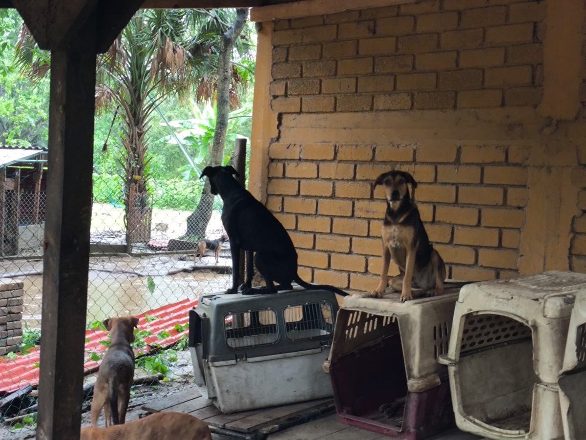 soyluisgabriel1's tweet image. 💖🐾 ¡Se ganaron el cielo! Más de 90 perritos fueron rescatados por Huellitas de Acero A.C. tras el paso del #HuracánErick en Puerto Escondido, #Oaxaca.

Esta labor titánica es posible gracias a donativos, voluntarios y adopciones. ¡Apoyemos a quienes no se rinden por los que no…