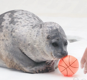 Sealyne_'s tweet photo. Politely kissing my baskitball https://t.co/yk0Vyzj7P5