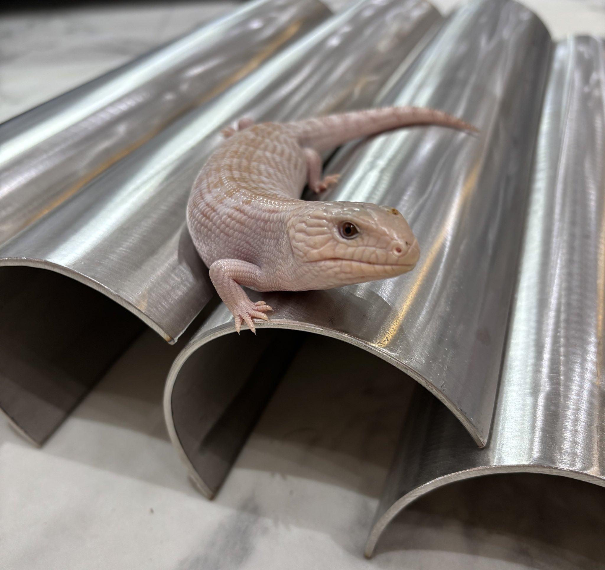 LIZARD HOUSE on X: 