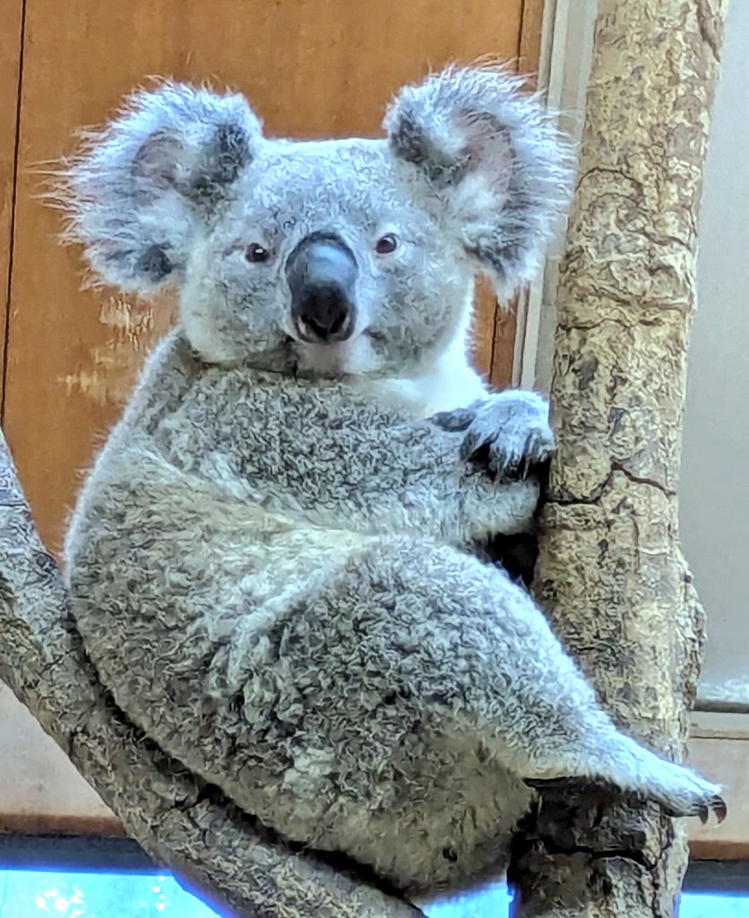 神戸コアラ日記 🐨 #ムチムチどすこいboy #コアラ #オウキ 【 #桜希