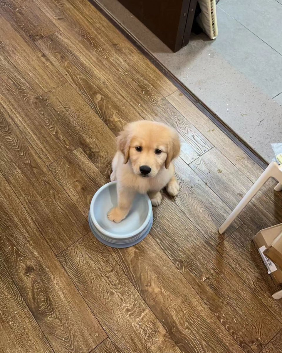 Adorable puppy