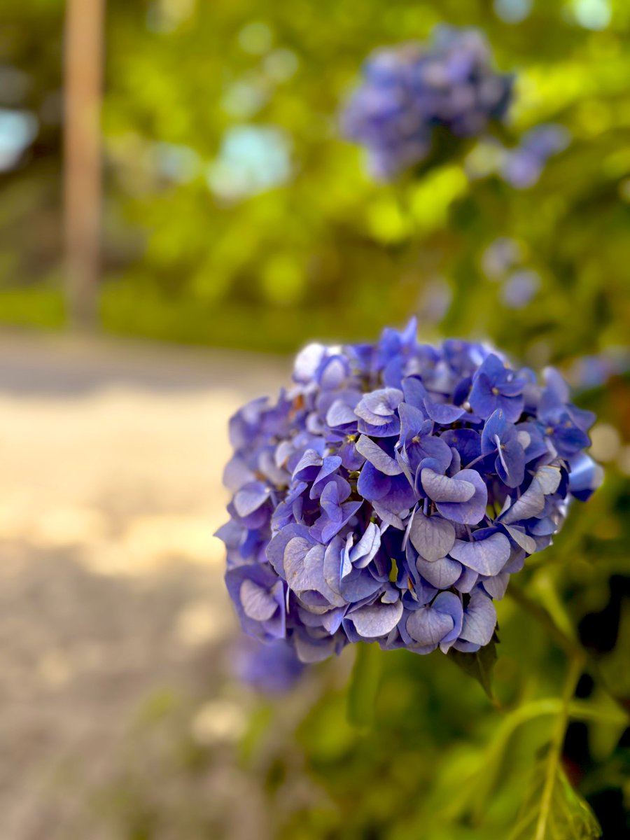 imamurayoshino's tweet image. 東京都議会議員選挙🗳️
今日だよ〜🏵️
わたしは期日前で投票済み♪

#選挙に行こう 
#選挙に行けば未来が変わる