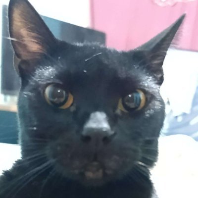 Tenemos sueño, tenemos poco tiempo, pero sobre todo, teníamos razón, venite a verme sufrir un rato mientras intento jugar al Pokémon 
twitch.tv/hervicanelones…