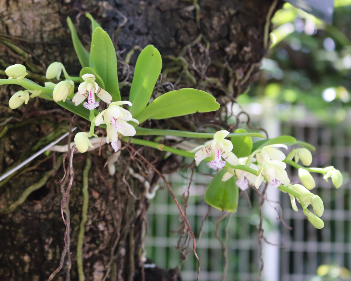 役立つ植物広場入口では #アボカド の幹に着生した #ナゴラン が開花中！
沖縄県名護市付近で発見されたことから名付けられた、日本原産の唯一のコチョウランの仲間。南西諸島を中心に中国南部・朝鮮半島にも自生します。