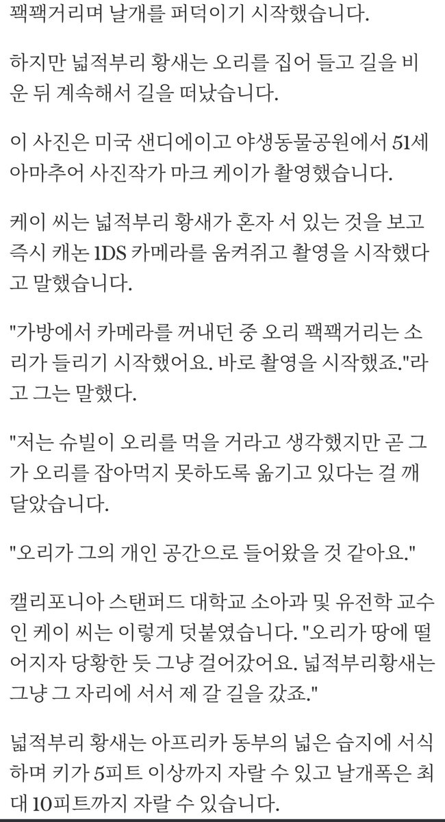 1311. 넓적부리황새
밈- 꼴보기 싫은 오리 치우는 넓적부리황새
아마도 개인공간을 침범해서 치웠을거라고 합니다.
telegraph.co.uk/news/earth/wil…