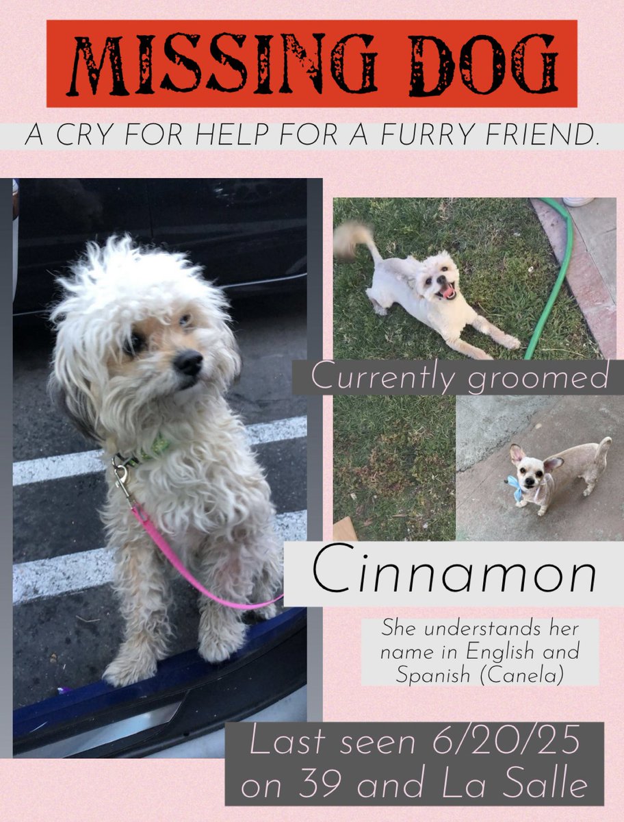 tiny_424's tweet image. Cinnamon is lost we can’t find her 🥹😔😭😩
