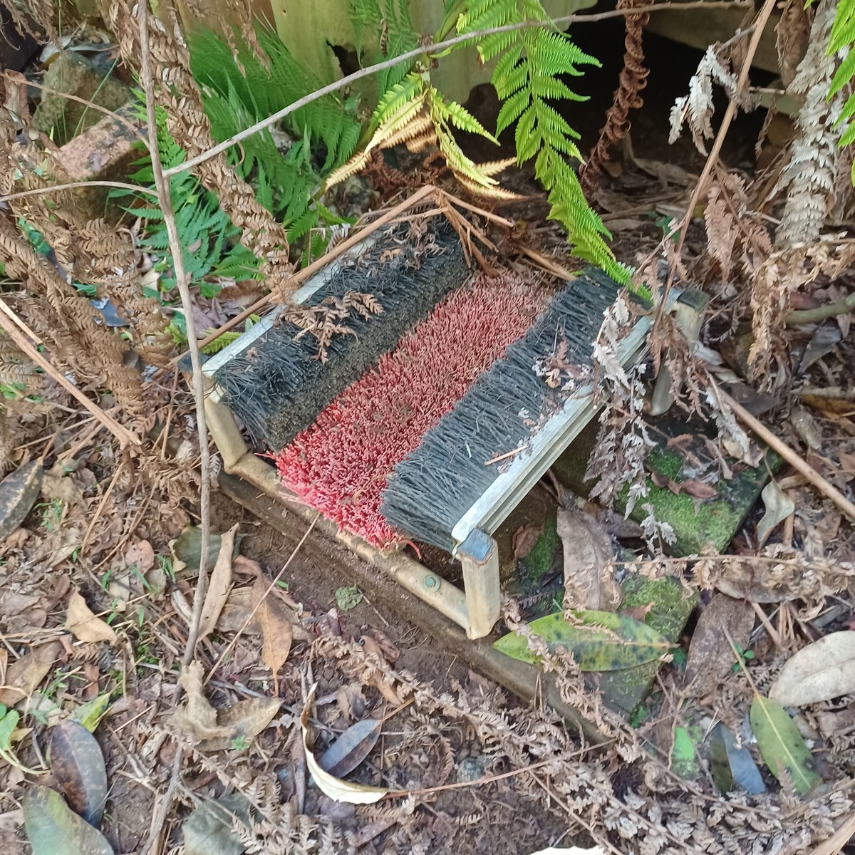ShaggerH's tweet image. Our recluse/hermit neighbour died about three years ago. We've just paid a first visit to his old place to see how he lived before loggers move in tomorrow. Liked to clean his boots before entry at least.