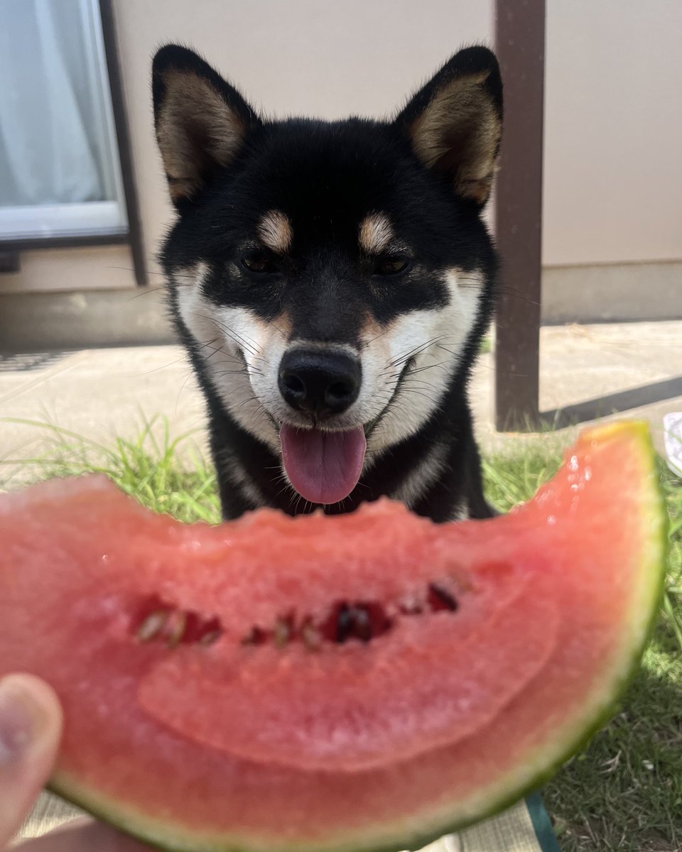 黒柴くぅ (@kuu_kuroshiba) / Posts / X