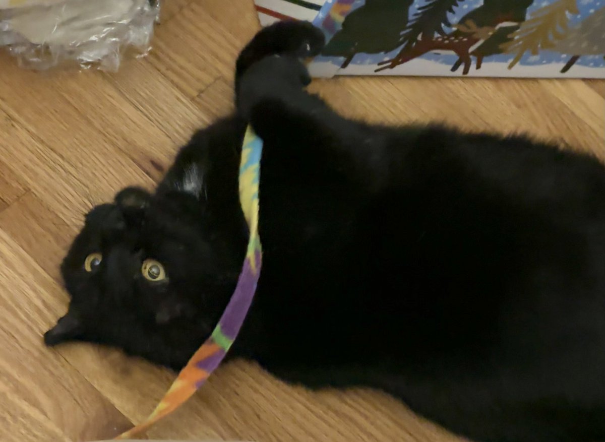 ReaganAndWonky's tweet image. dis mine Wangus favrit toy , whom name Stick