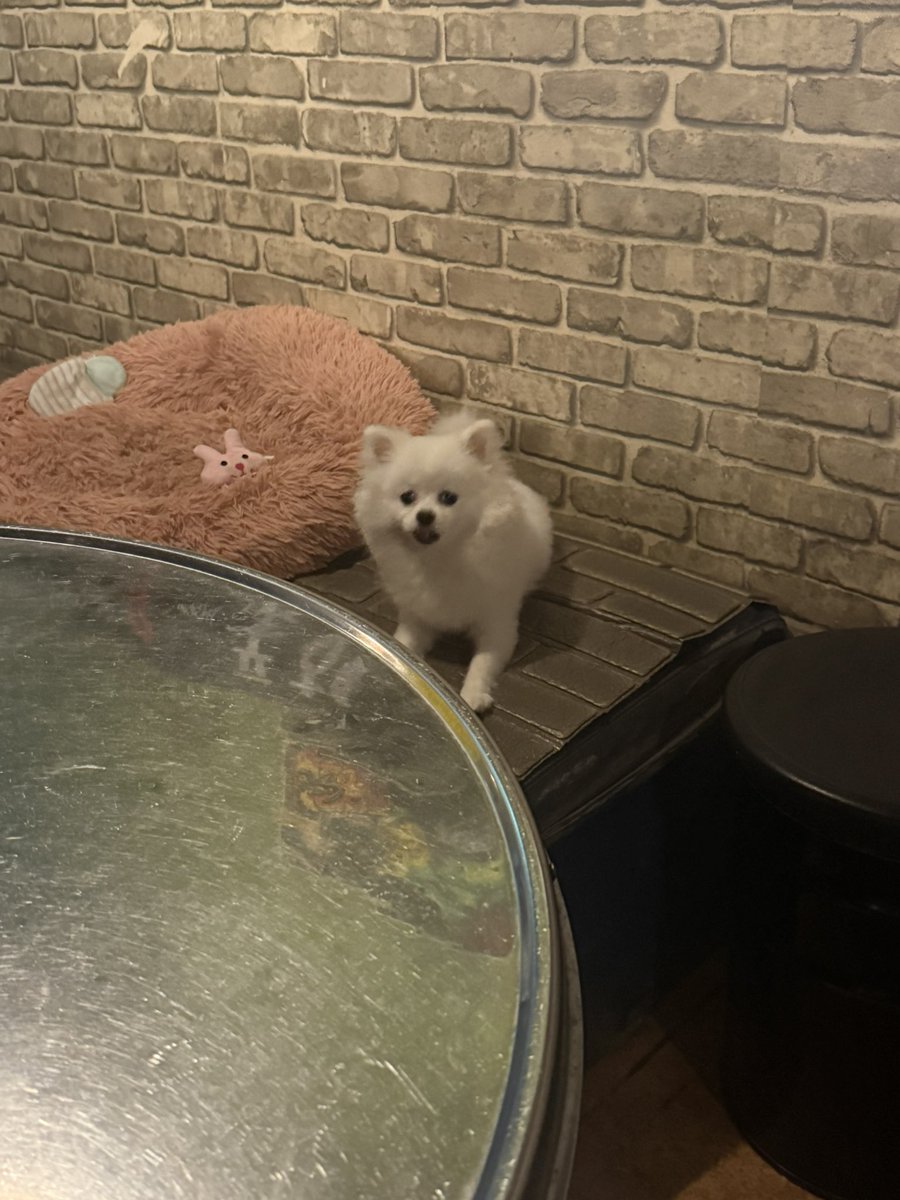 kujen2004's tweet photo. 귀여워🤤 https://t.co/zcVhGR63Td