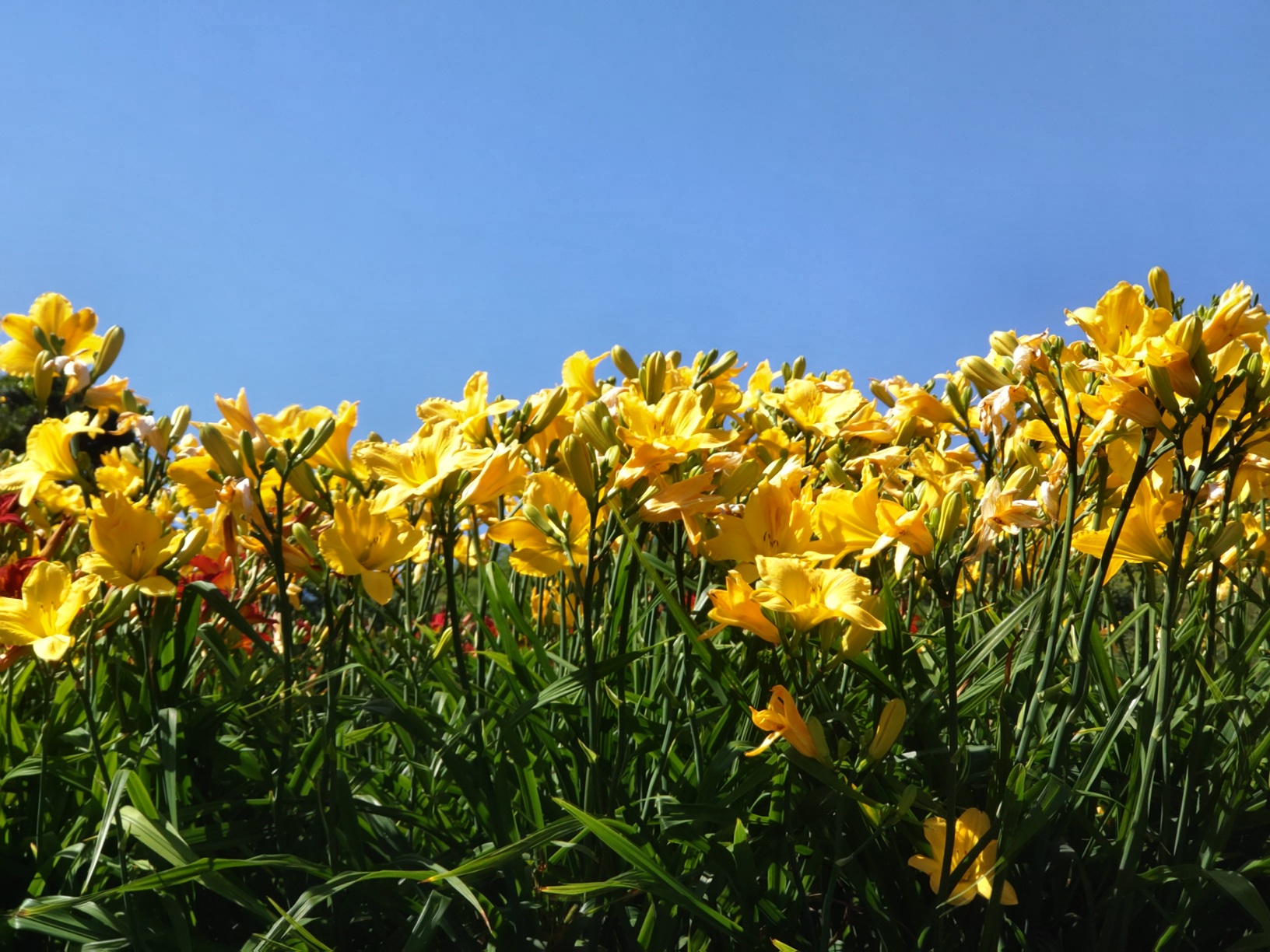 HKしょうぶえんです。 HKしょうぶえんです。 横須賀しょうぶ園 (@YokosukaSyoubu) / X