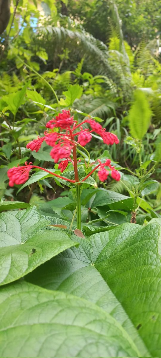 DhakalSaurav's tweet photo. असारमा फाँटबाट बेठीका भाका हराए पनि महाभारतका झाेर हुँदै सुनकाेसीतिर हामफाल्ने ट्याउँखाेलाका कुनाकानीतिर असारे फूल्दैछ । वाह ! क्या लाेभलाग्दाे असारे ।
#bethi #tyaukhola #dundbhanjyang https://t.co/SsKLnYCpLj