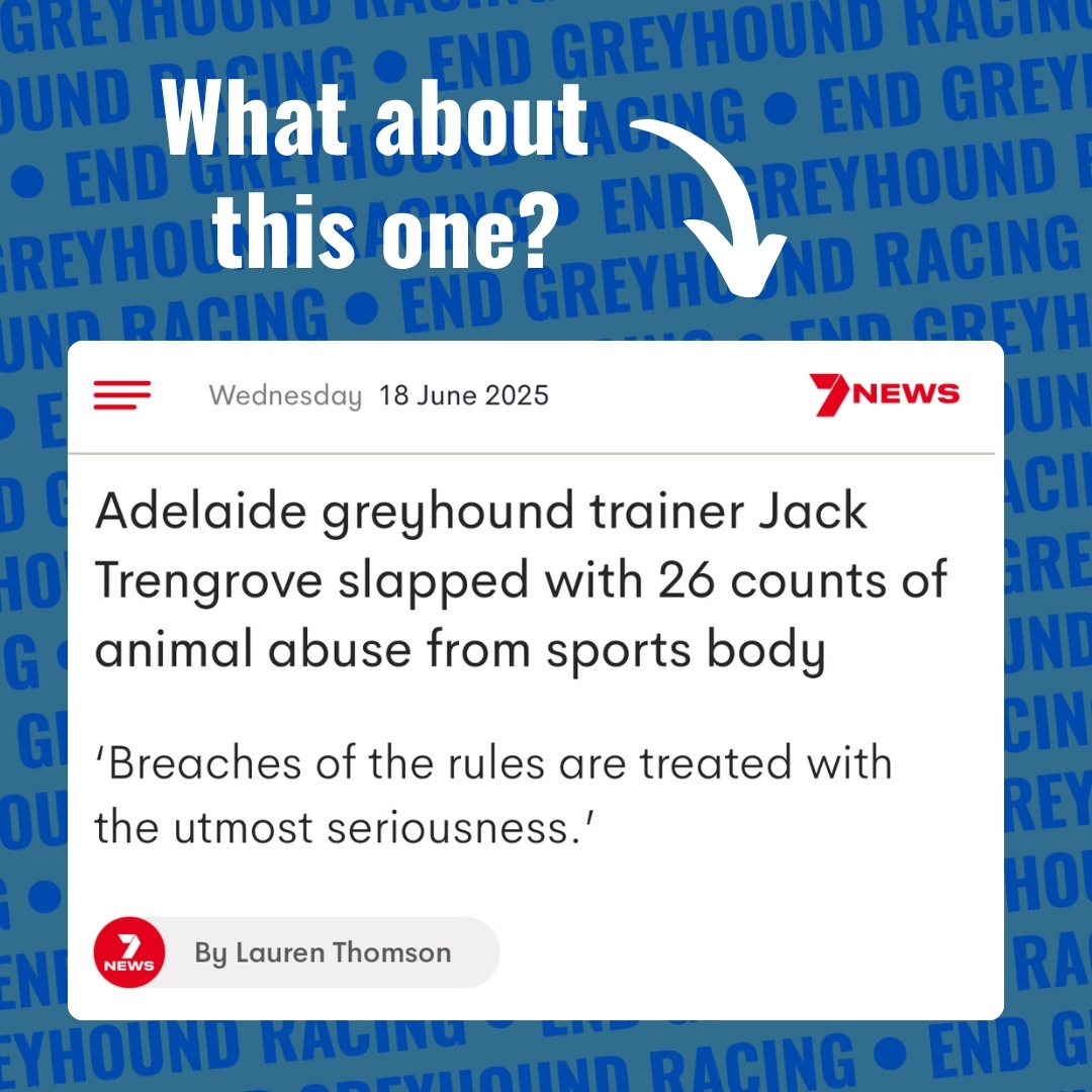 save_greyhounds's tweet photo. There has been some shocking news about greyhounds this week. While the gambling companies make big profits, it's the greyhounds who pay the price. Want to help us end greyhound racing. Sign up here https://t.co/QQk1qVHvvt to keep up to date on actions, events and petitions. https://t.co/iIfqODqArn