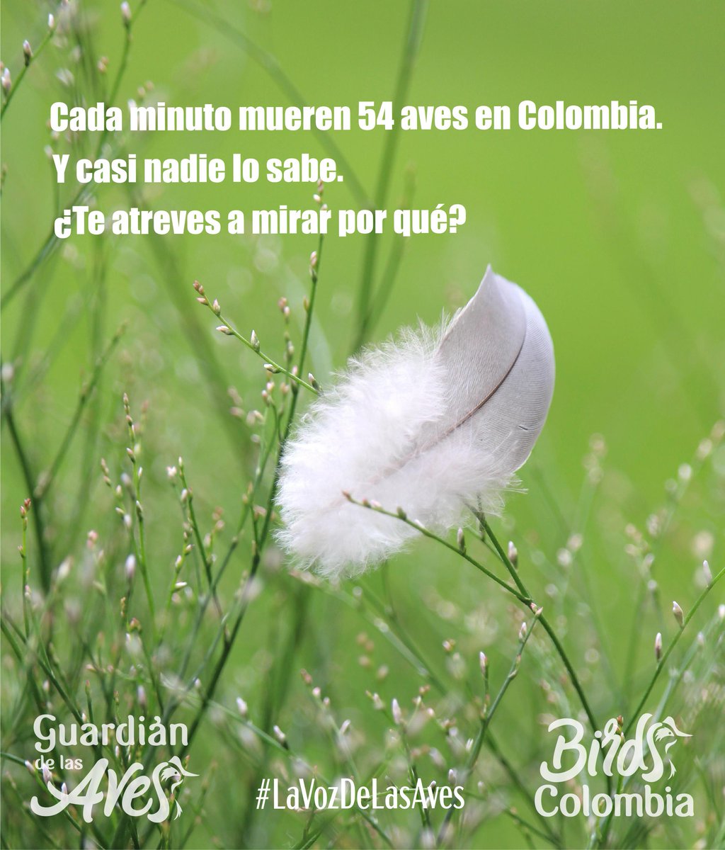 Birds Colombia tweet media