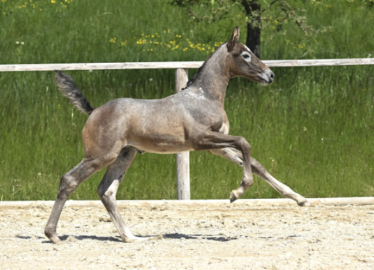 DSP Fohlenauktion Shooting Stars in Viernheim - Celine, Saturday Night und Zynthia am teuersten. zurl.co/CUKms
#horseauction #DSP #fohlen #pferdezucht