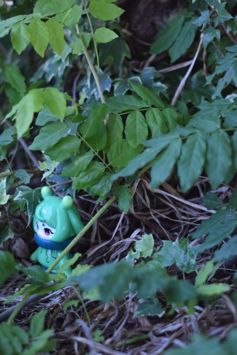 HAZUKIvfos's tweet image. 🌿ボタニカルデンシタコ🌿
