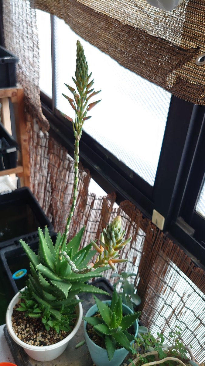 不夜城🎵
もうすぐ花咲くかな(*^^*)
初めてだし楽しみ(°▽°)♪