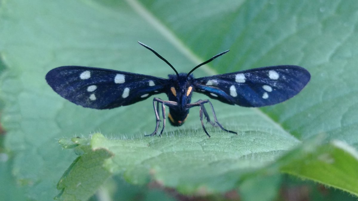 A rather unusual viewpoint to take a phone pic of the wonderful Amata phegea (Nine-spotted moth) in the garden.
#moth #nature #entomology #wildlife #insect #garden
