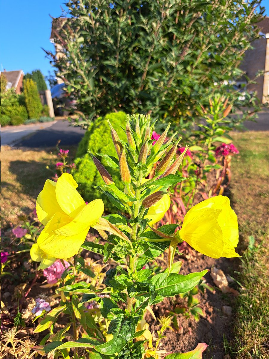 yorkshirejune's tweet image. Delighted to see an Evening Primrose has self seeded in my garden .
They always remind me of the campsite we used to stay on at Zandvoort circuit where we watched @TomCoronel racing