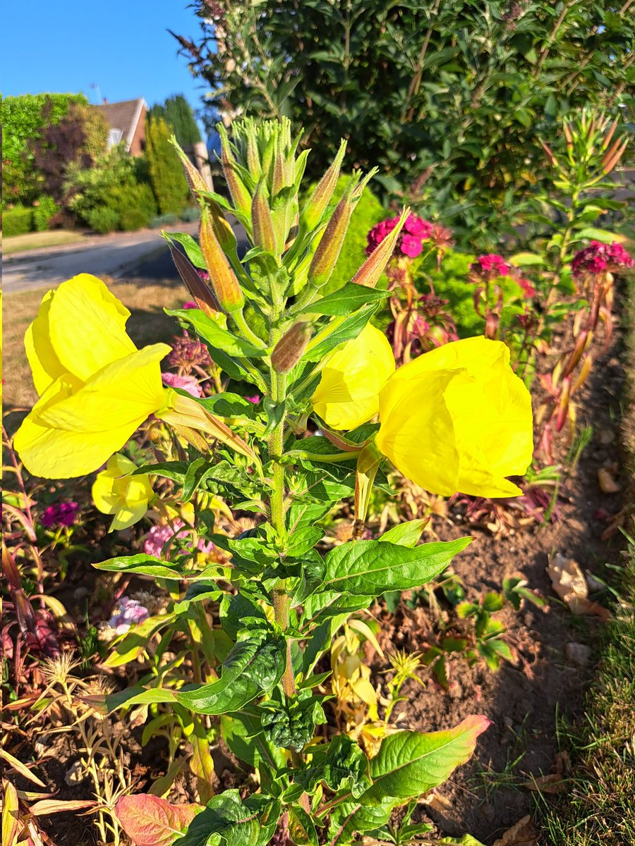 yorkshirejune's tweet image. Delighted to see an Evening Primrose has self seeded in my garden .
They always remind me of the campsite we used to stay on at Zandvoort circuit where we watched @TomCoronel racing
