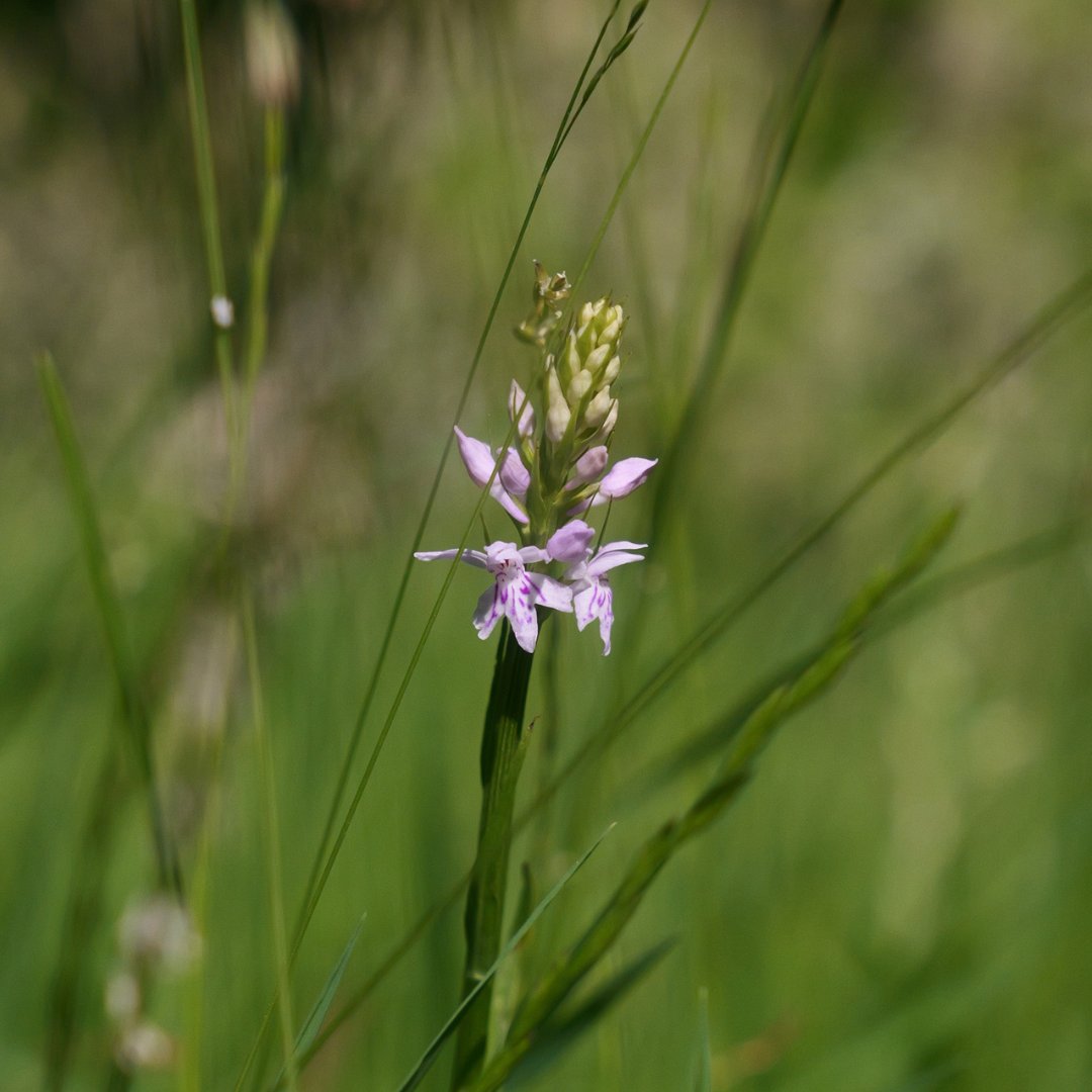 Gardenwilde_'s tweet photo. Delighted to find a common spotted orchid in our front lawn as we've let it go wild for #letitbloomjune @Love_plants https://t.co/PWuFbBbMw9