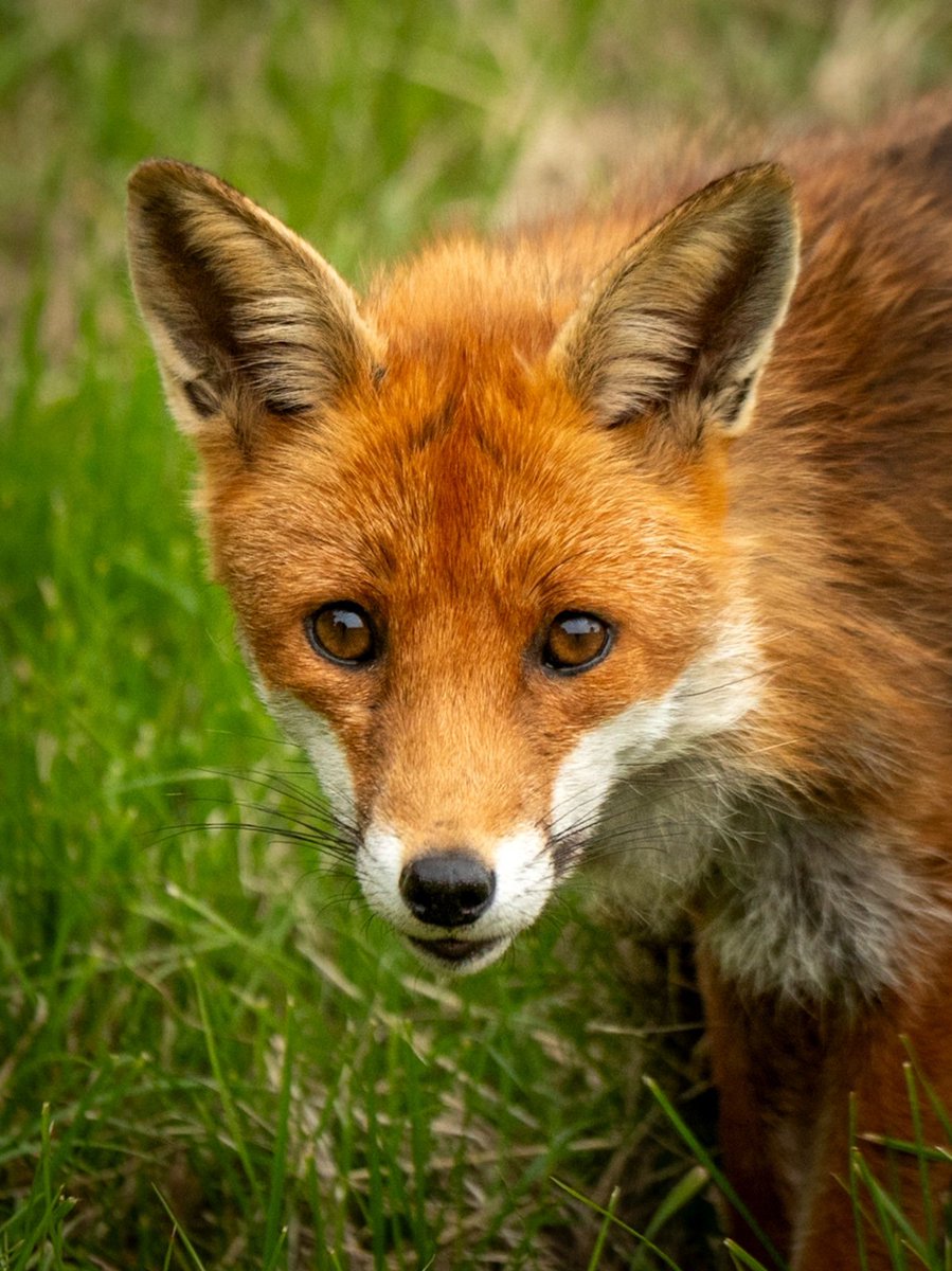Chris Packham (@chrisgpackham) on Twitter photo Good morning , and thank you to <a href="/glenisilla/">Glenys Norquay</a>.bsky.social for today's #FoxOfTheDay ! Good morning , and thank you to <a href="/glenisilla/">Glenys Norquay</a>.bsky.social for today's #FoxOfTheDay !