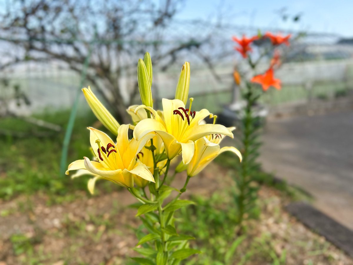 会社の花壇の百合も綺麗に咲きました。

放置しているのに毎年咲いているのが、なんだか嬉しい✨