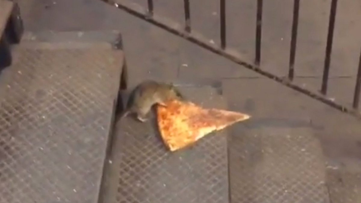 Cautionishere's tweet photo. @PigeonGod39 https://t.co/b3oRiulSZH