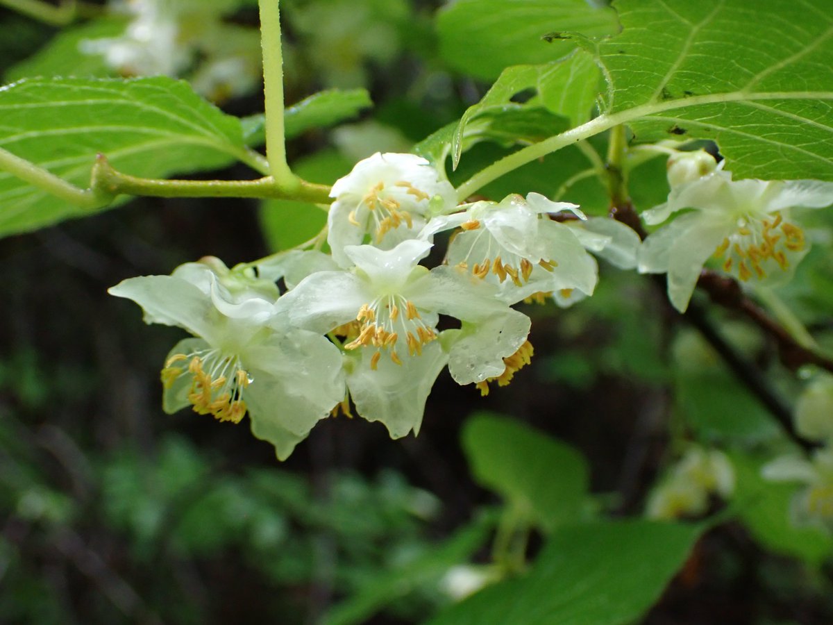 可愛らしいミヤママタタビの花。雨に濡れるとまるでガラス細工のような美しさ。