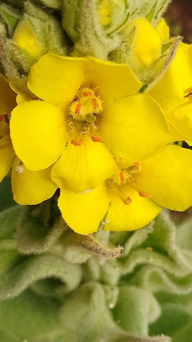 s4r4h_l's tweet photo. #SundayYellow Wonderful mullein with it's amber pollen anthers seen at #Latterbarrow yesterday. I can never resist as stroke of their wonderfully furry leaves! #bloomscrolling #DailyFlowers https://t.co/hGBhTyxkEL