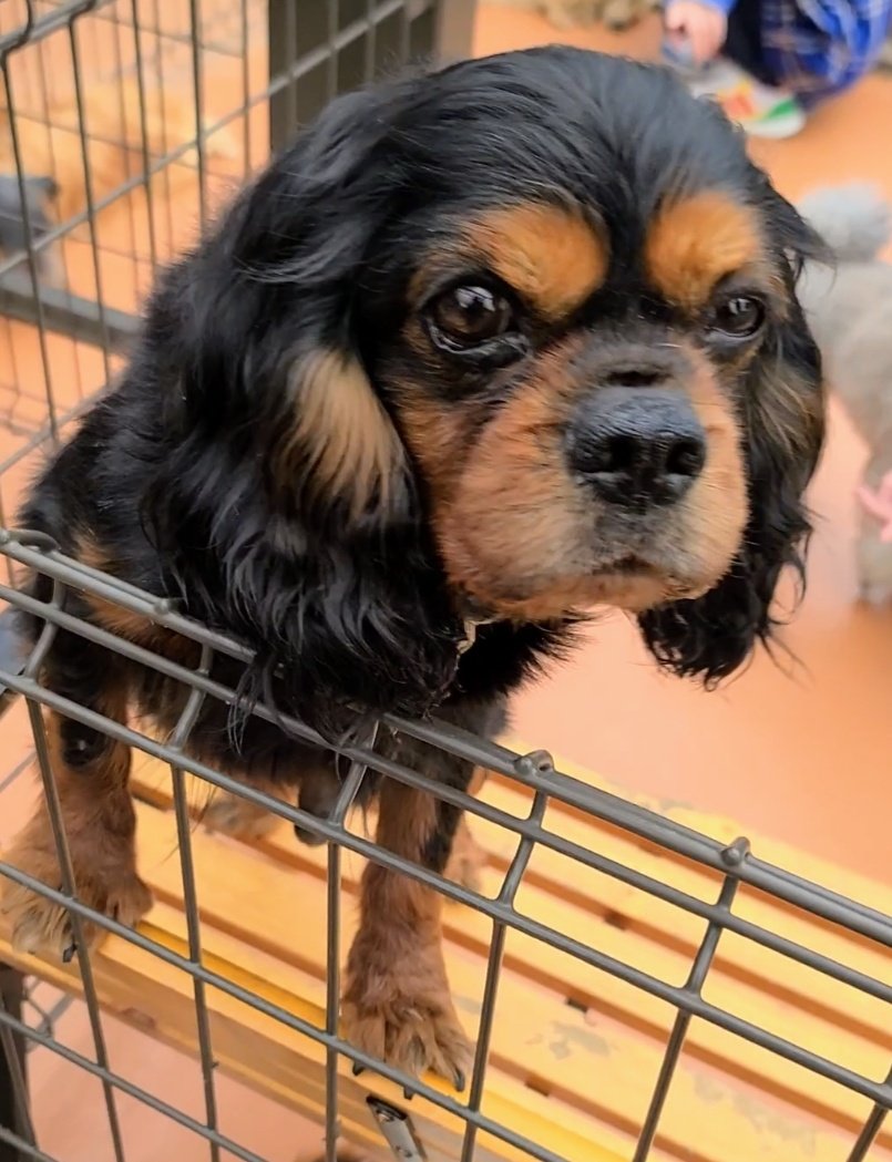 terachan_gbs999's tweet image. 🐕🐾ワンコ大好き♥️
 #犬のうんチングポーズ選手権