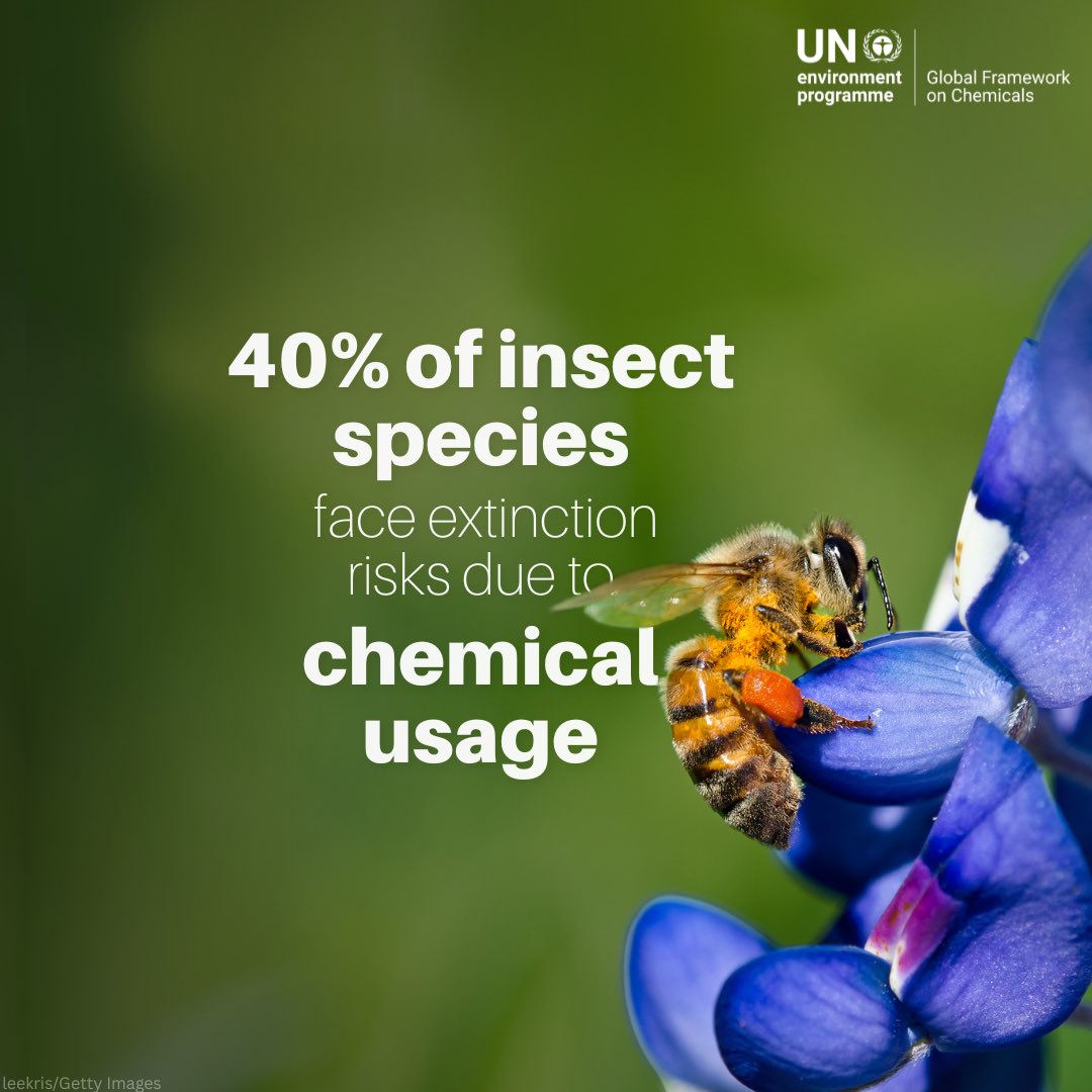 Chemical pollution has caused the degradation of ecosystems, biodiversity loss, and global health risks.

Ahead of the Open-ended Working Group of the Global Framework on Chemicals in Uruguay, see what’s on the agenda to advance safer chemicals management.

#GFC_OEWG2025 info: