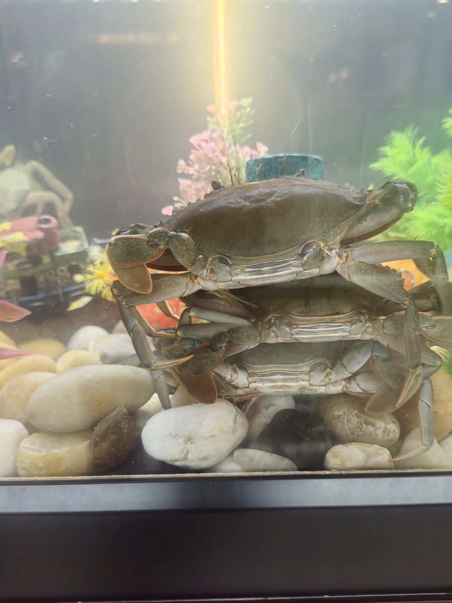 家有小坦克 tweet media