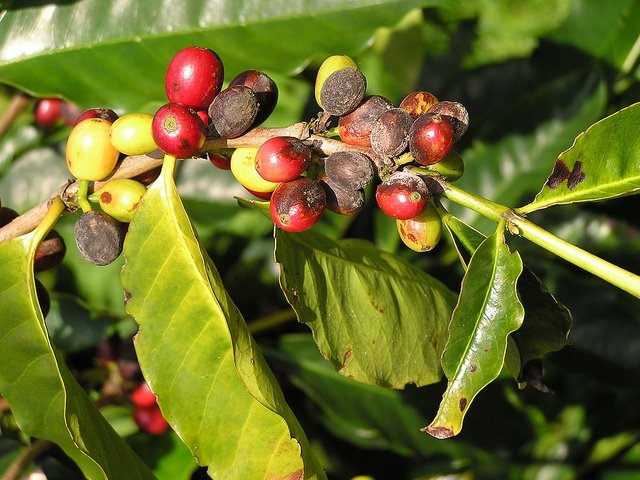 Diagnosis day is today. Those who have been in coffee for a while, let us help the new entrants. How have you been managing this disease?