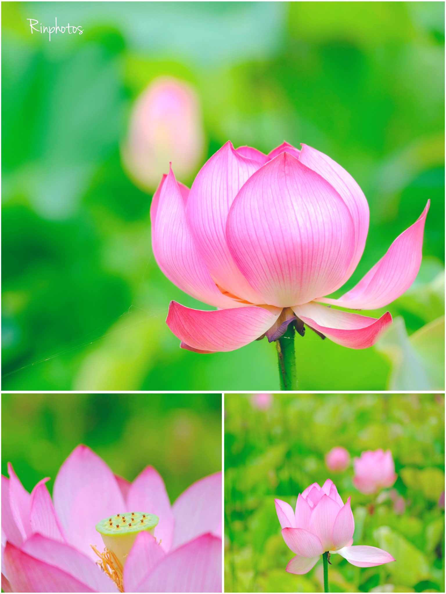 ❀凛 (@Zero58533086) / X