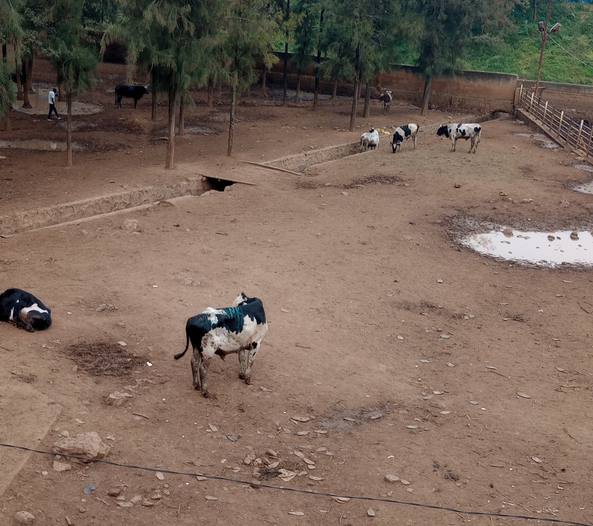 We held a vigil for Regan Russell at Nyabugogo slaughterhouse, Kigali, Rwanda — where animals wait in silence, confused and marked to die. It's heart wrecking 💔

Regan stood for them.
Today, we stood for her.
And for every life that longs to live.

Go vegan for animals!