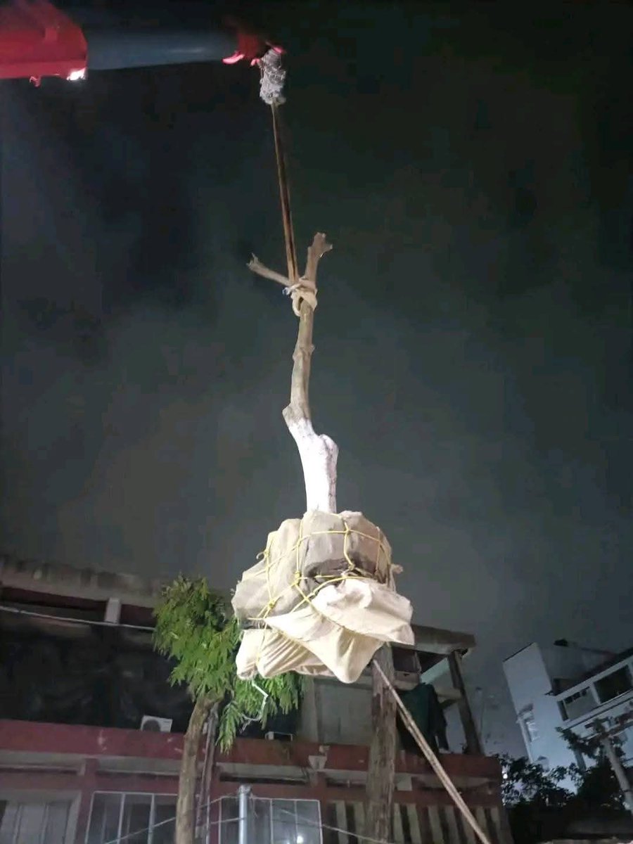 "Look, this tree is being translocated like this. Will it survive??? Himanta Biswa Sarma, if you remain Chief Minister for another five years, Guwahati will become a desert. Why are you doing things so unfairly? #Raiseyourvoiceagainstdeforestation