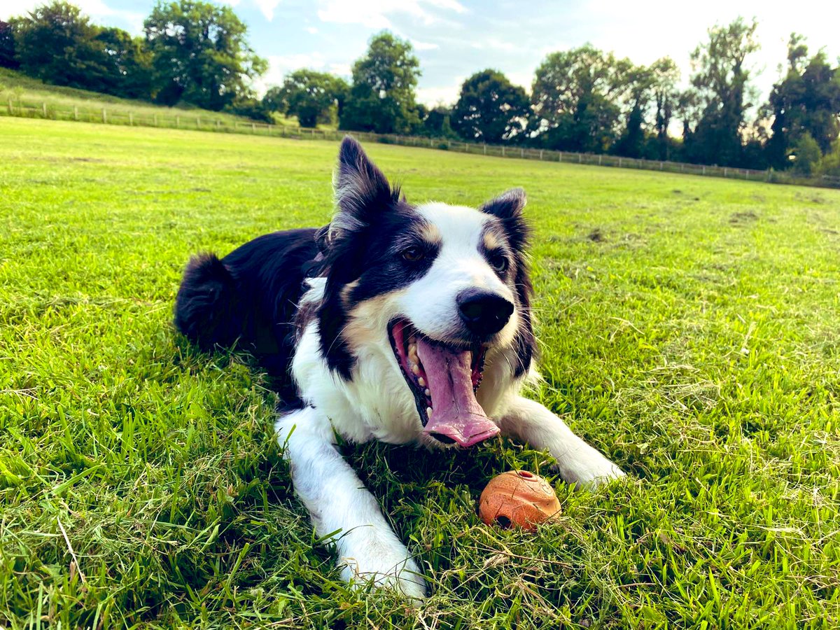 Late/night early morning dog thread 

Enjoy it, join in!
