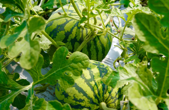 LinpingStyle's tweet photo. 😋🍉Refreshing and juicy Qiaosi #watermelon, the indispensable summer fruit in #Linping people's hearts is now widely accessible. Thanks to the sandy saline-alkali land and scientific cultivation, the daily sales of the watermelons can reach 1,000-1,500 kilos. https://t.co/yDqN95JdcK