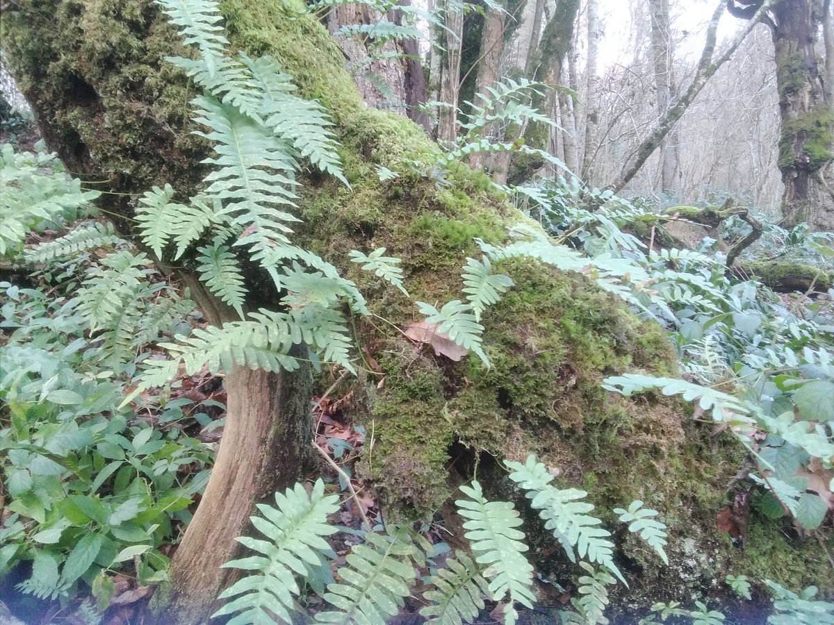 Botanical University Challenge (@bucbotany) on Twitter photo #worldrainforestday Temperate remnant in narrow valley in west England. Polypody ferns, moss on everything. <a href="/BBSbryology/">BBSBryology</a> <a href="/Love_plants/">Plantlife</a> <a href="/exoticferngroup/">Exotic Fern Group</a> <a href="/BritishEcolSoc/">British Ecological Society</a> #BUC2025 #worldrainforestday Temperate remnant in narrow valley in west England. Polypody ferns, moss on everything. <a href="/BBSbryology/">BBSBryology</a> <a href="/Love_plants/">Plantlife</a> <a href="/exoticferngroup/">Exotic Fern Group</a> <a href="/BritishEcolSoc/">British Ecological Society</a> #BUC2025