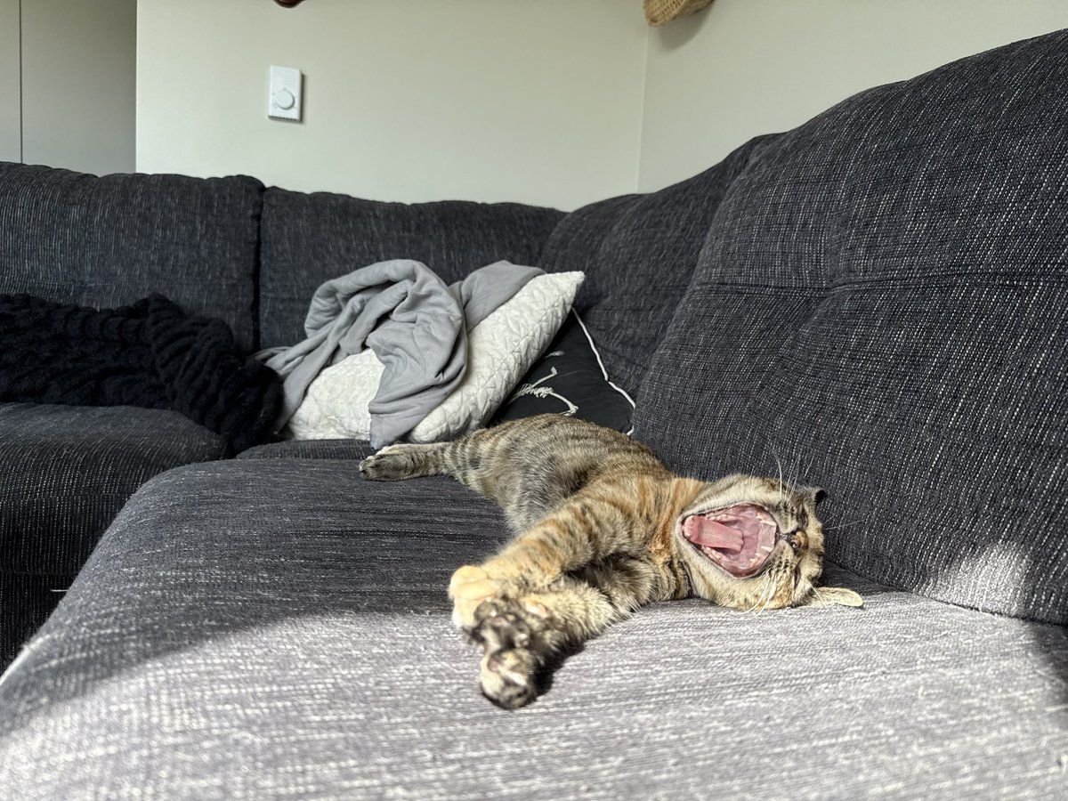 catsidyy's tweet photo. @sockmoments a pic of each cat https://t.co/ElRLF64jXZ