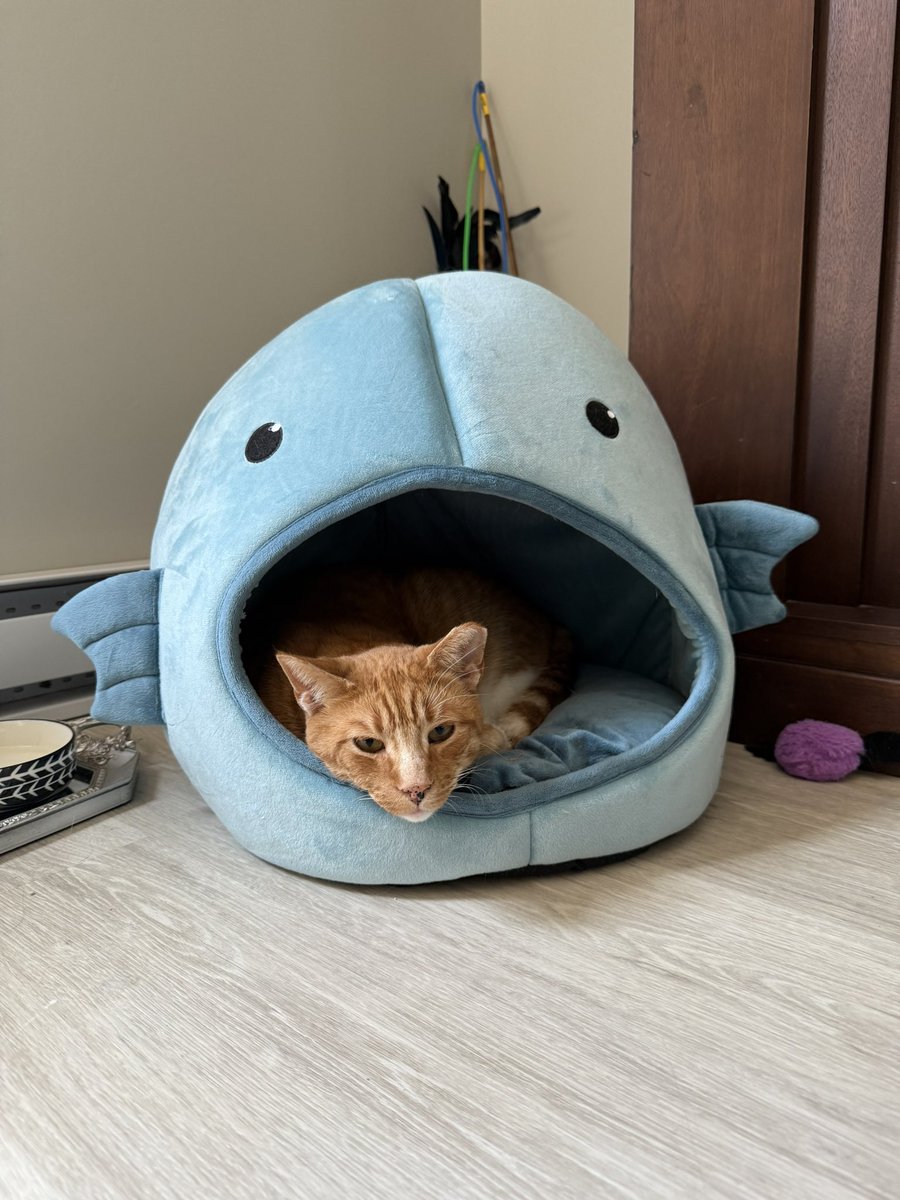 catsidyy's tweet photo. @sockmoments a pic of each cat https://t.co/ElRLF64jXZ