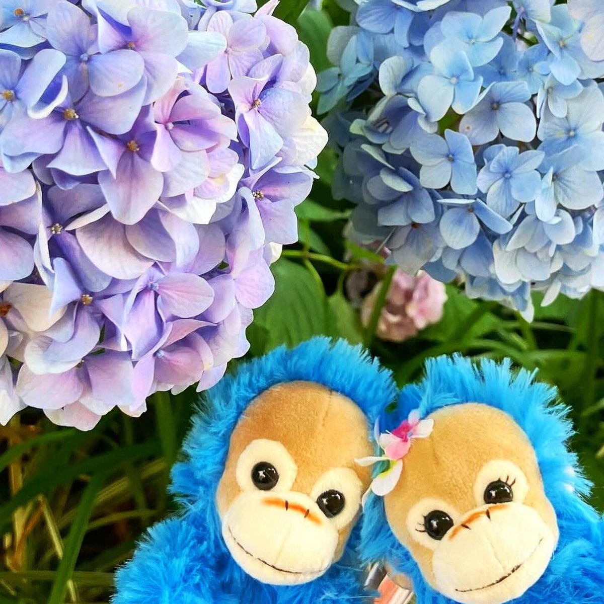 BabyCoco & Natsu 公式 tweet media