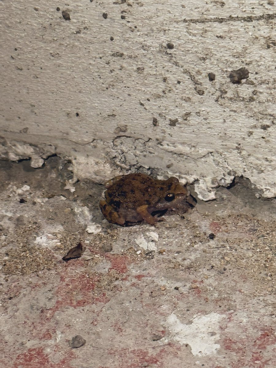 HistoriaPTontos's tweet image. Raza, en mi casa de Oaxaca hay muchas de estas ranitas / sapitos.
¿Alguien sabe qué especie es?
