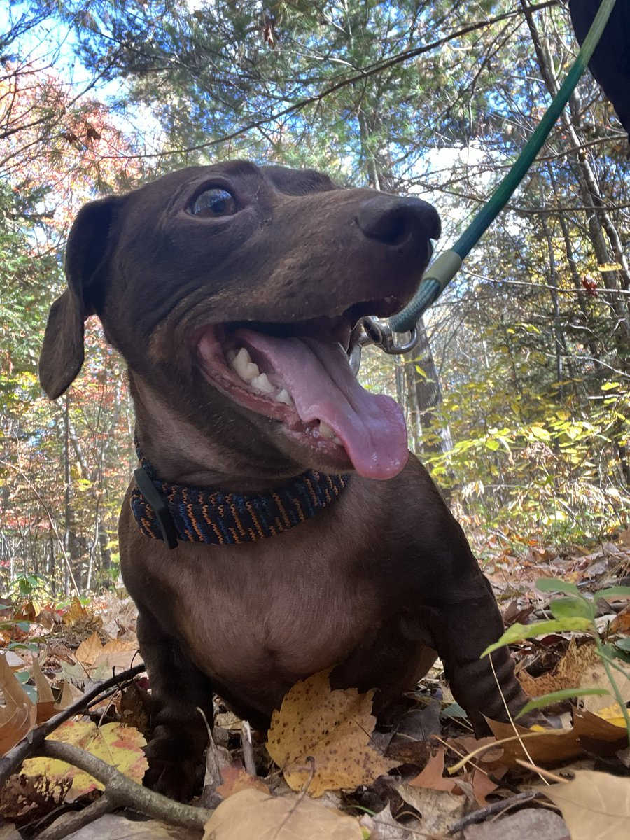 Loved his walkies 🍁 🍂 🍃