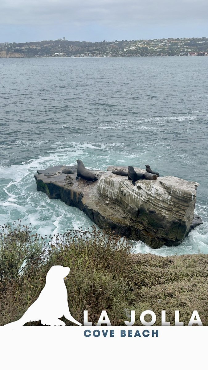 2011acnp's tweet image. What a great ending to another great AANP national conference!! Lots of great courses and learned a lot. Reconnecting with colleagues and meeting new ones. Spent the late afternoon at La Jolla beach and cove. Now to figure out how to pack all of this extra stuff! #AANP25